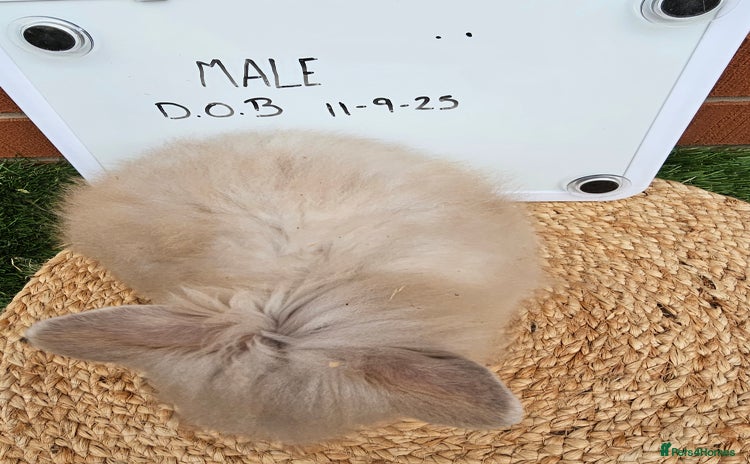 Lionhead rabbits - Advert 7