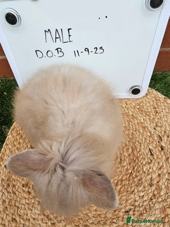 Lionhead rabbits - Advert 7