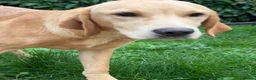 Labrador Retriever dogs for sale: 7-month-old Red Fox Labrador – Male  - Advert 2