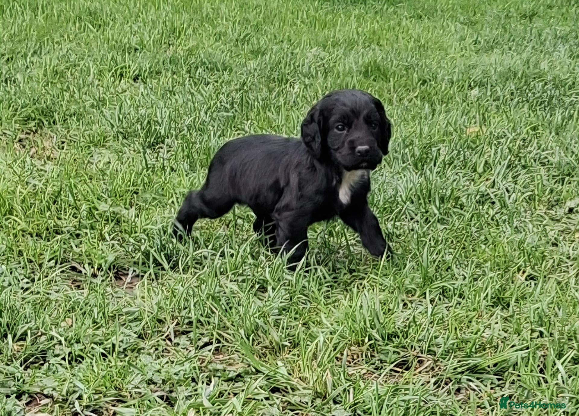 Cocker Spaniel dogs Ftch sired cocker spaniels - Advert 1