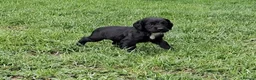 Cocker Spaniel dogs for sale: Ftch sired cocker spaniels - Advert 7