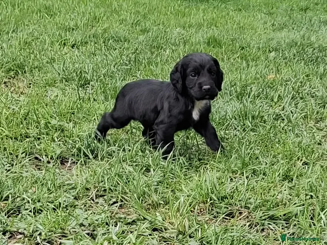 Cocker Spaniel dogs for sale: Ftch sired cocker spaniels - Advert 1