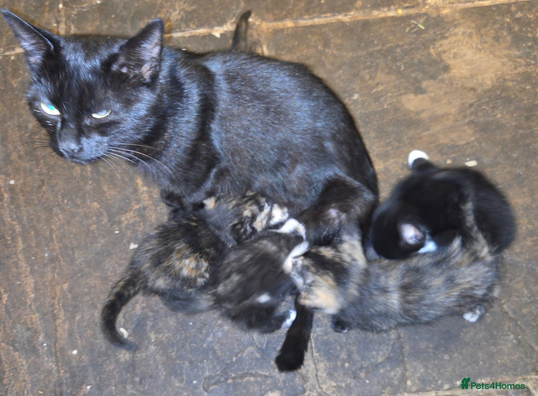 British Shorthair cats for sale: Beautifully marked kittens.  - Image 21