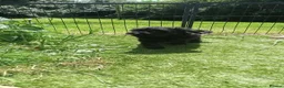 Cavapoo dogs for sale: F1 cavapoo puppies fully dna tested in Battle - Advert 2