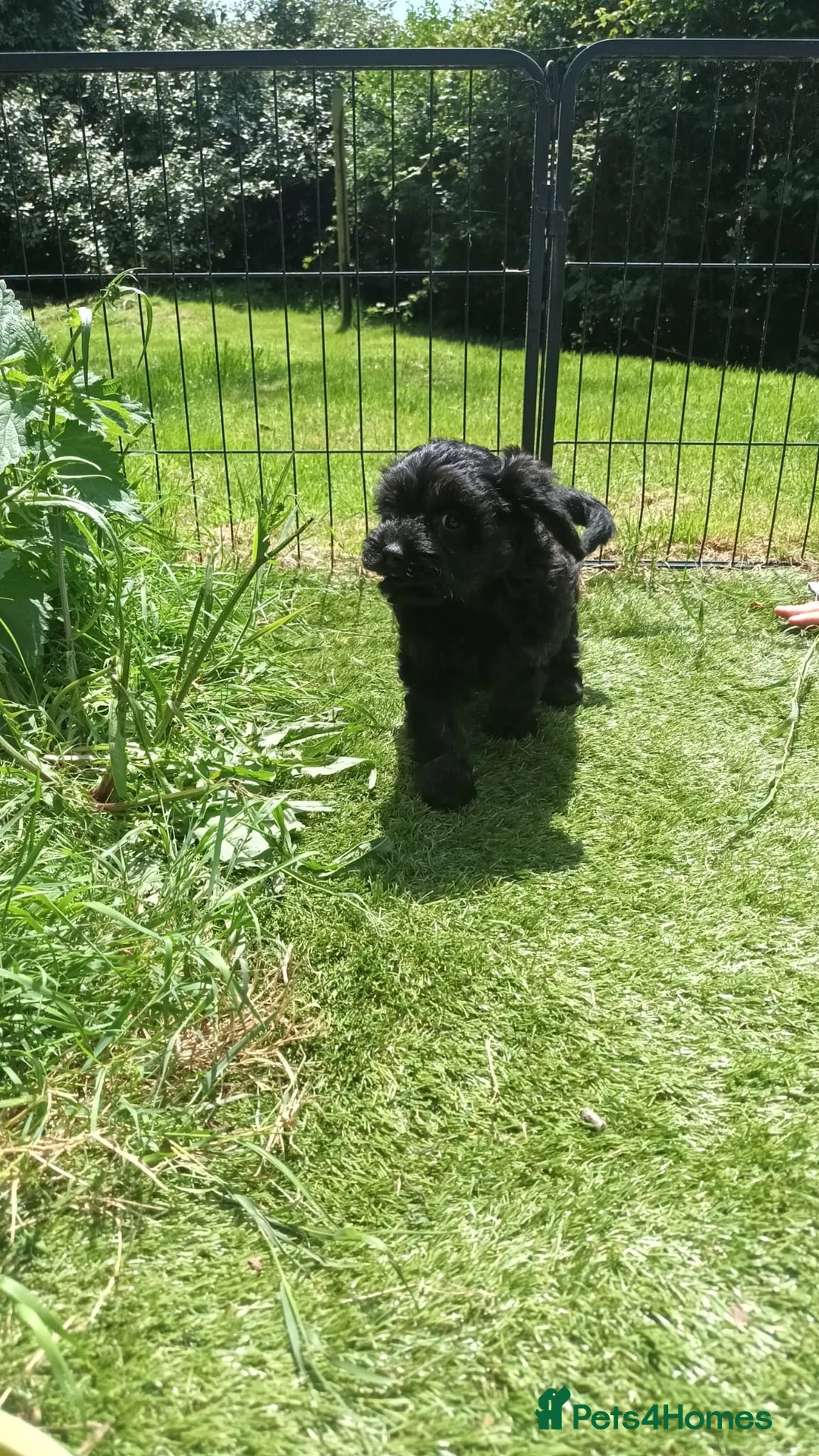 Cavapoo dogs for sale: F1 cavapoo puppies fully dna tested in Battle - Advert 2