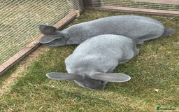 Rex rabbits for sale: Standard and mini Rex  - Image 9