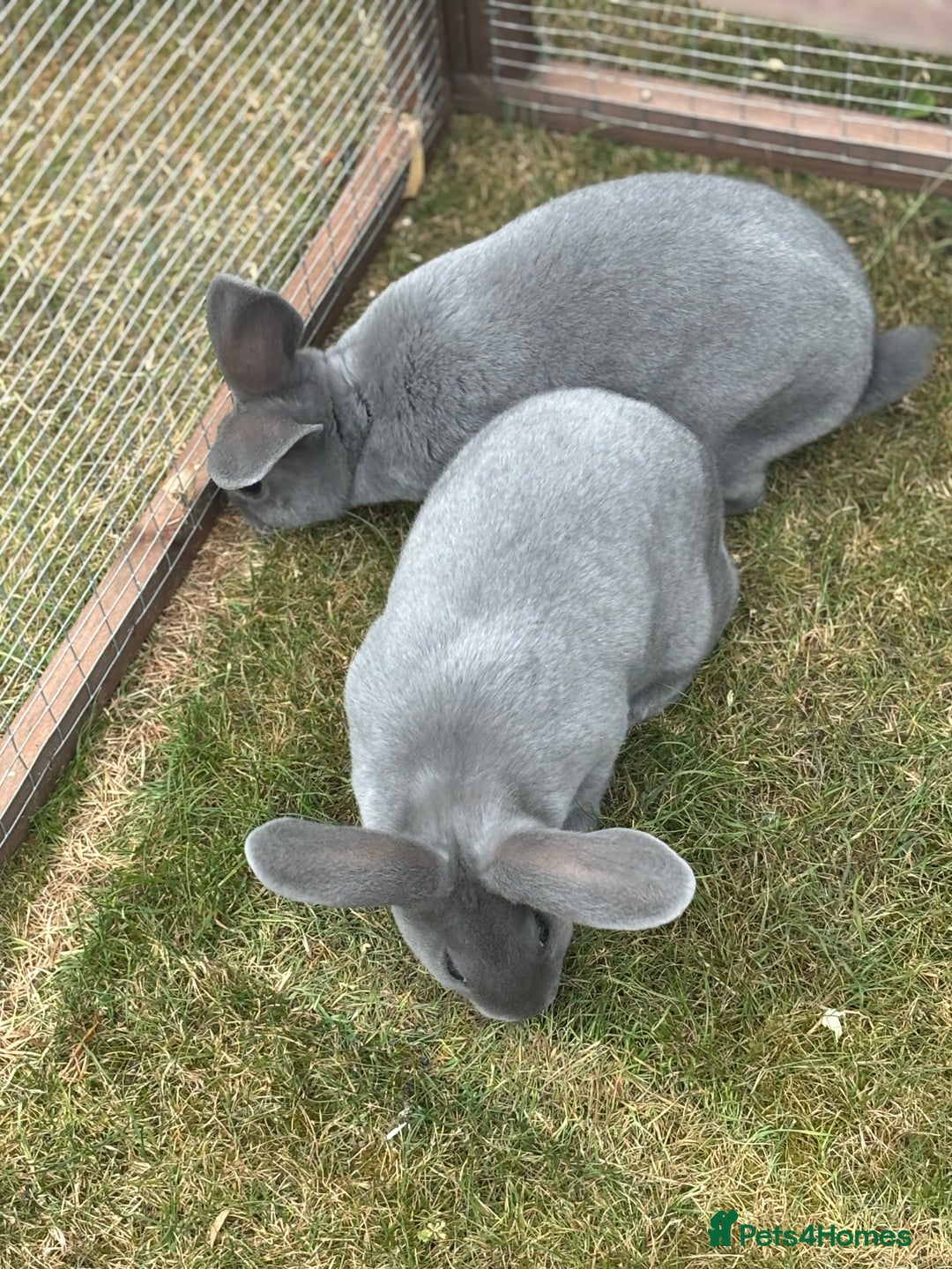 Rex rabbits for sale: Standard and mini Rex  - Image 9