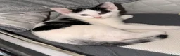 Mixed Breed cats for sale: 5 kittens ready to leave Ayr  - Advert 3