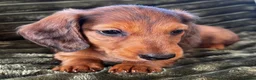 Dachshund dogs for sale: Longhaired Dappled KC reg Standard Dachshund  - Advert 7