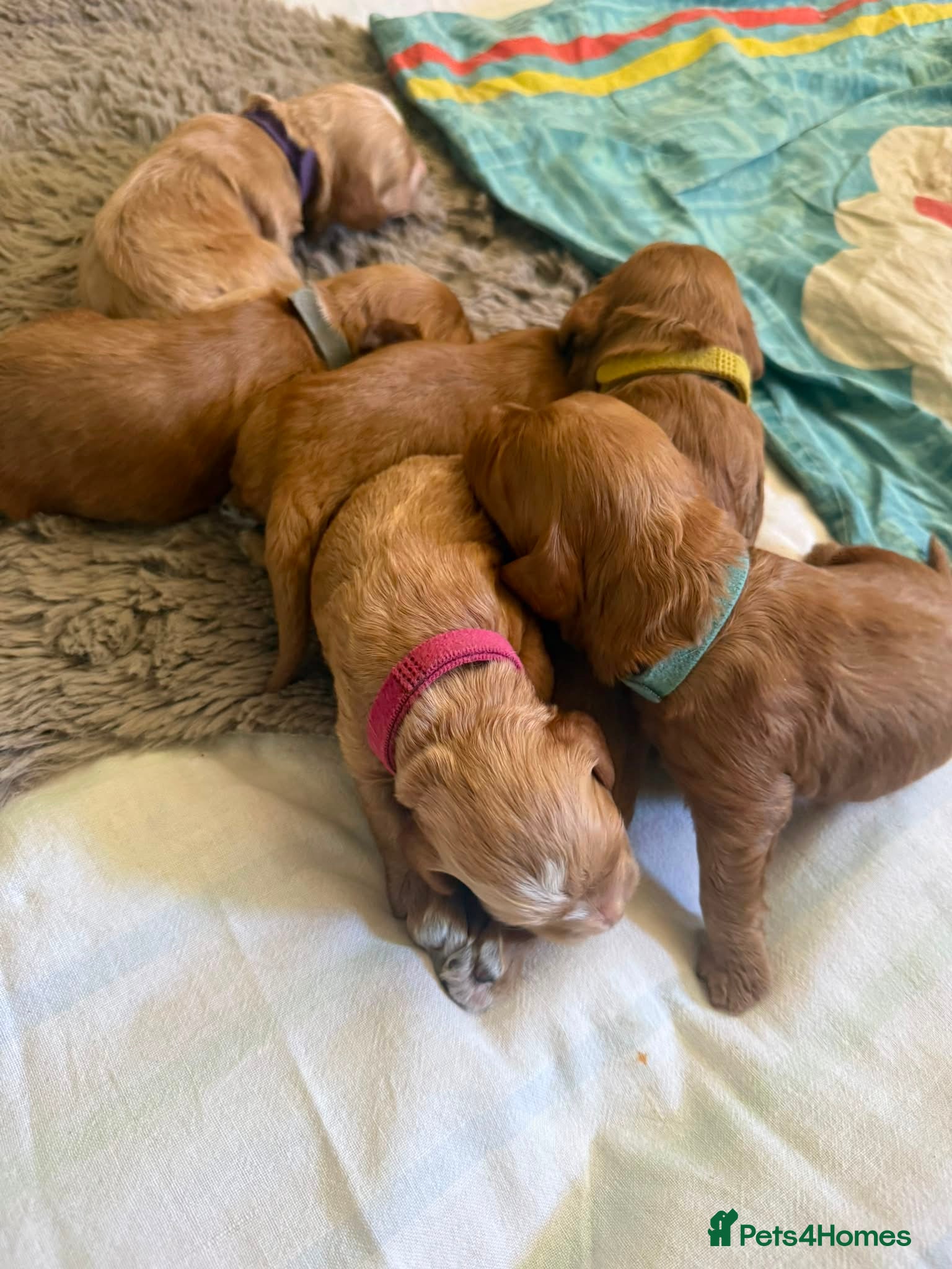 Cockapoo dogs for sale: Gorgeous F1 Cockapoo puppies  in Mansfield - Advert 5
