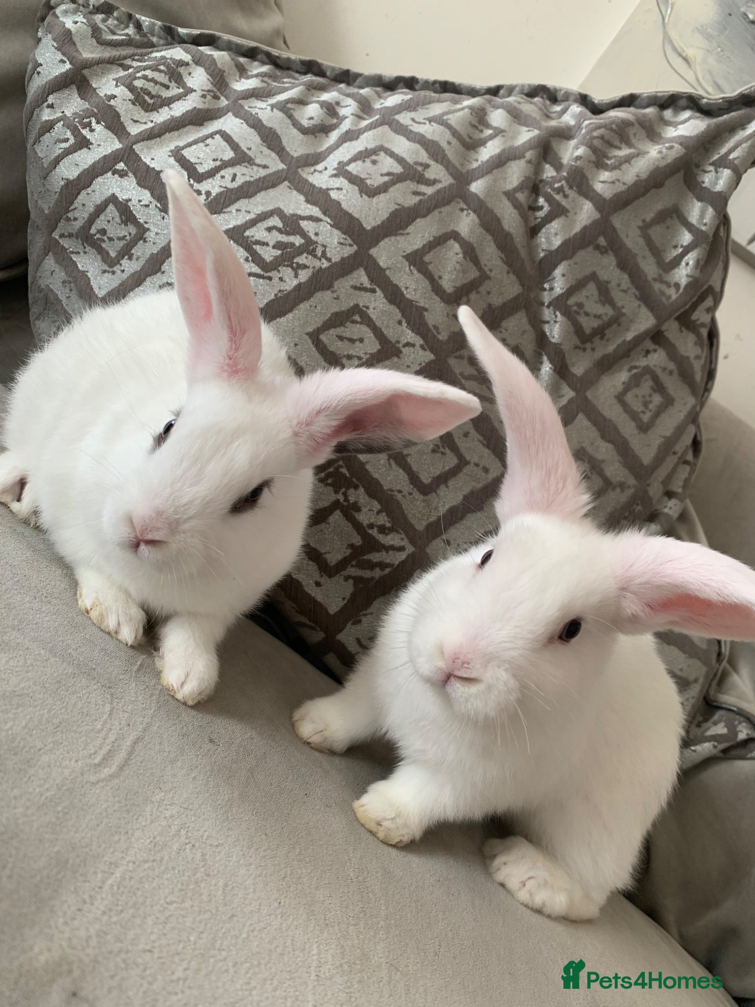 Mini Lop rabbits for sale: Last baby boy lop available  - Advert 2