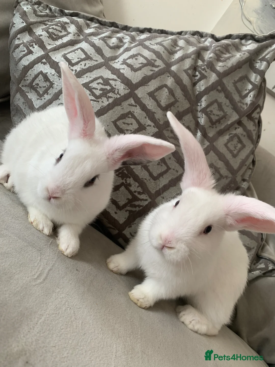 Mini Lop rabbits for sale: Last baby boy lop available  - Advert 1