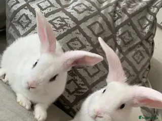 Mini Lop rabbits for sale: Last baby boy lop available - Advert 2