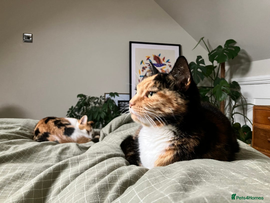 Mixed Breed cats for sale: Siamese/Devon Rex female 10m old  - Image 4