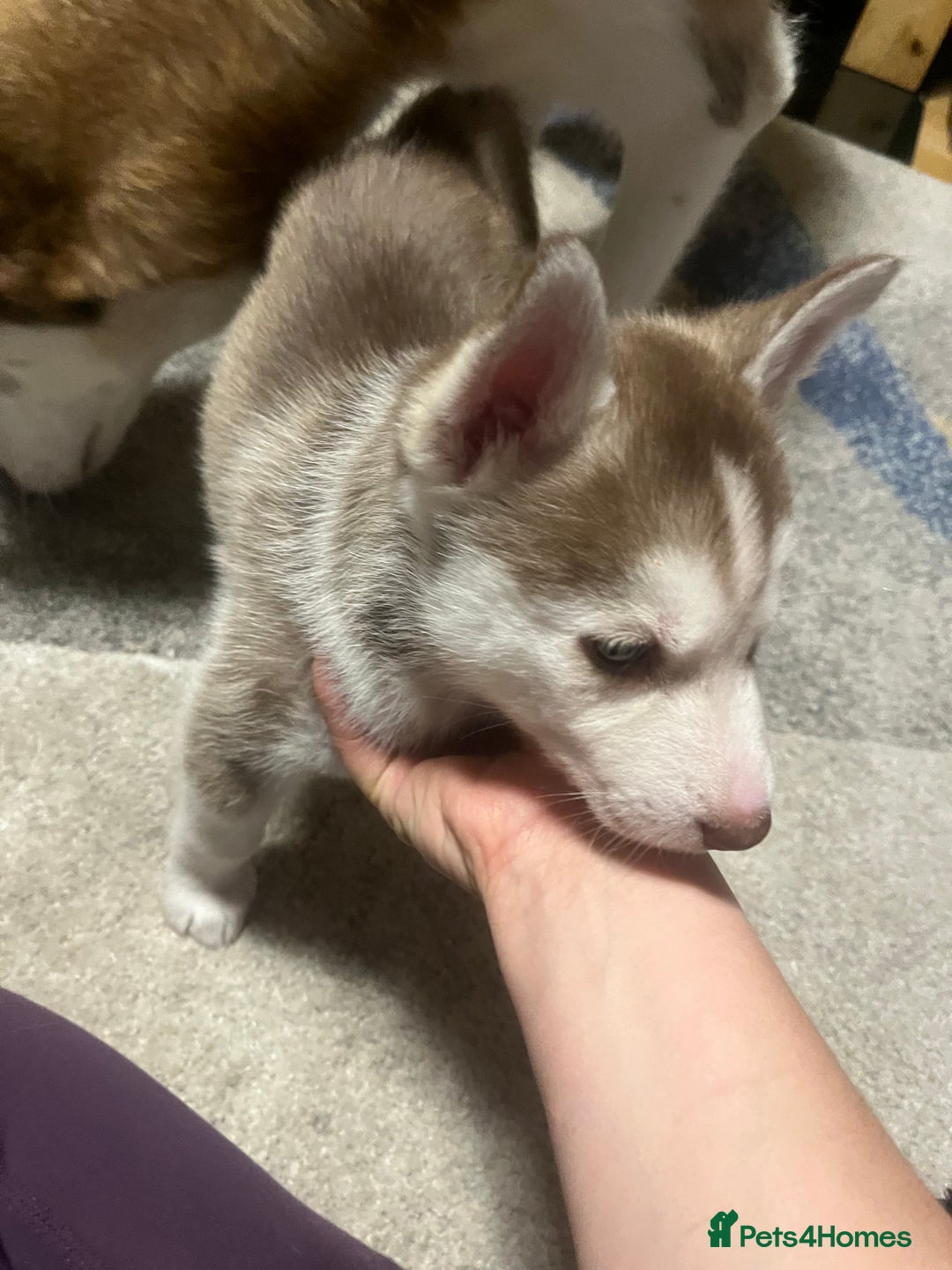 Siberian Husky dogs for sale: Siberian Husky puppies  - Advert 12