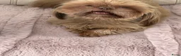 Shih Tzu dogs for sale: Imperial shin tzu - Advert 5