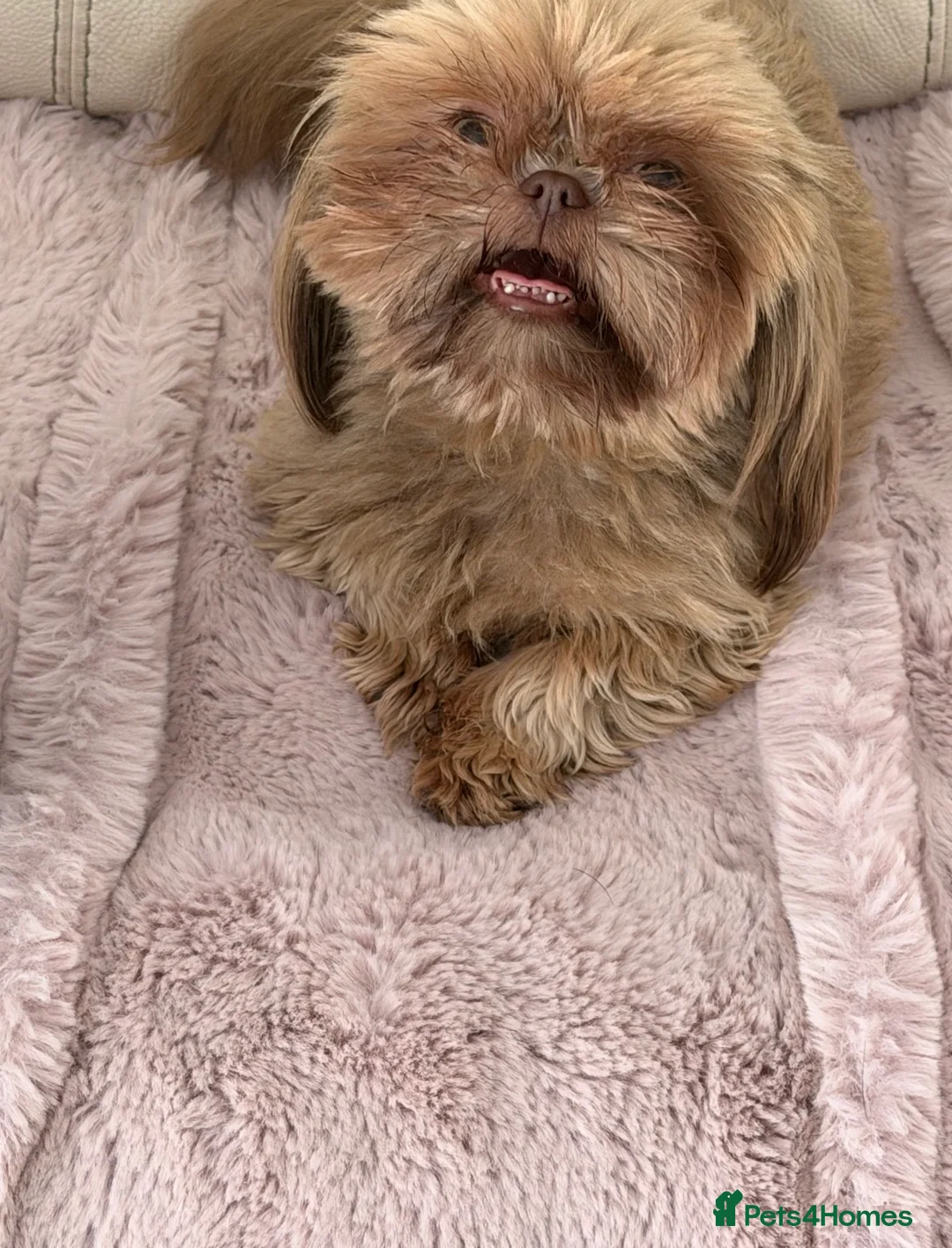 Shih Tzu dogs for sale: Imperial shin tzu - Advert 5