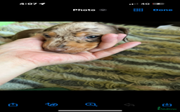Miniature Dachshund dogs for sale: 1 male miniature dachshund  - Image 2