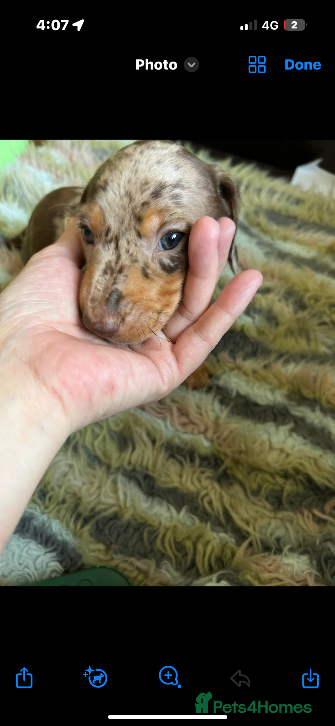 Miniature Dachshund dogs for sale: 1 male miniature dachshund  - Image 2