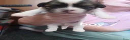 Lhasa Apso dogs for sale: Stunning litter of Lhasa-Apso pups - Advert 18