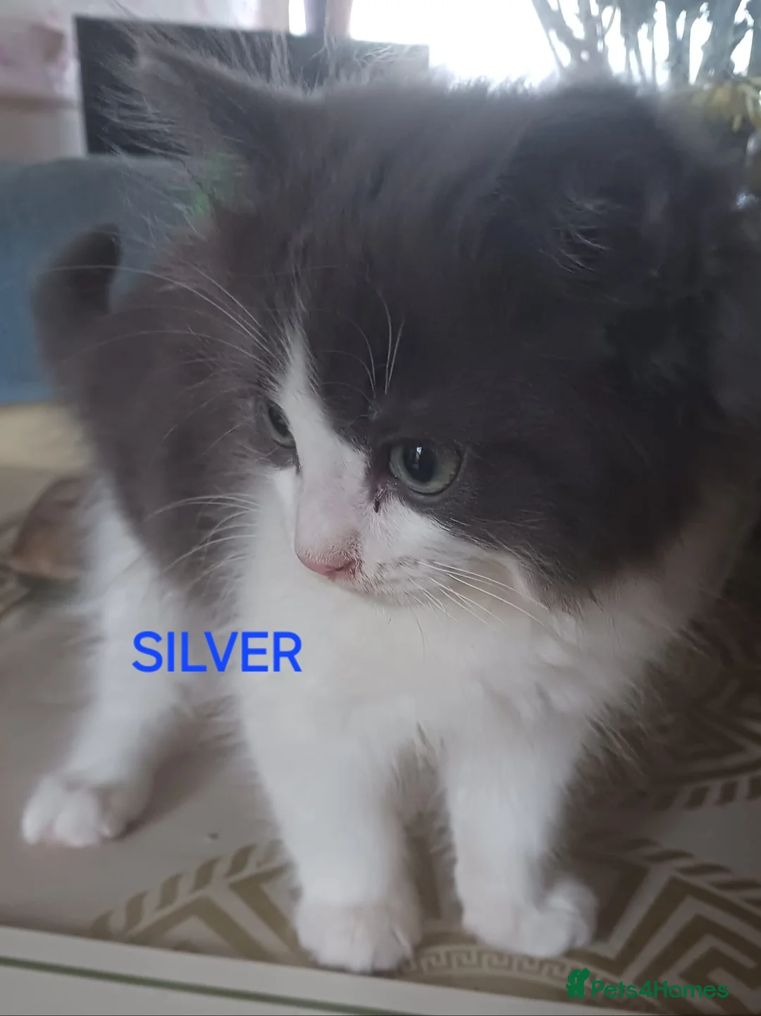 Ragdoll cats for sale: CUTE RARE BLUE COLOUR RAGDOLL KITTENS  - Advert 6