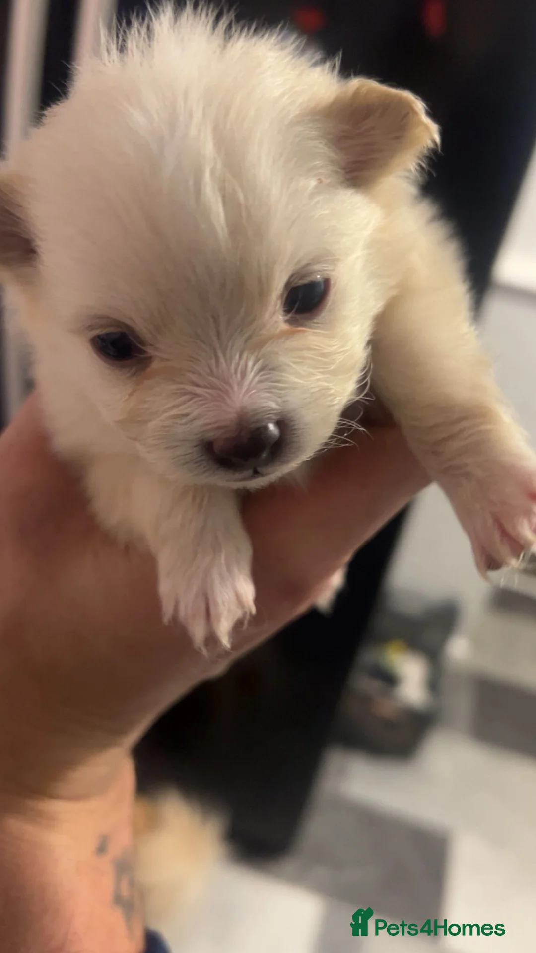 Pomeranian dogs for sale: Beautiful Russian blood line puppies - Advert 21