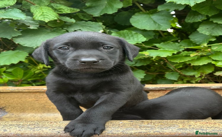 Labrador Retriever dogs in Northallerton - Advert 4