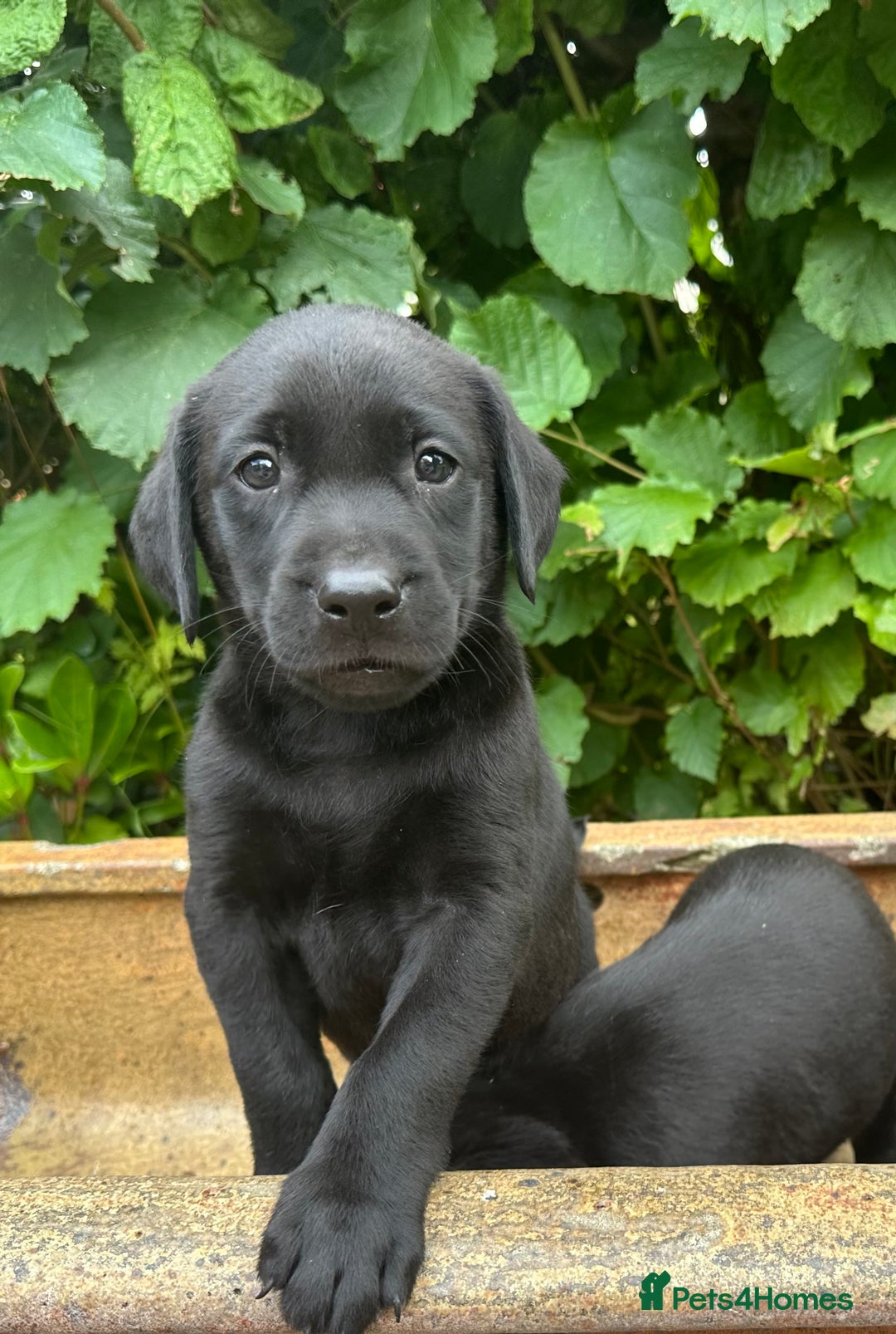 Labrador Retriever dogs for sale: Litter of Labrador Retrievers in Northallerton - Image 1