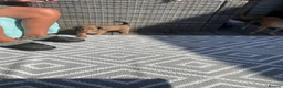 Jackshund dogs for sale: Gorgeous jackshaund puppy  - Advert 5