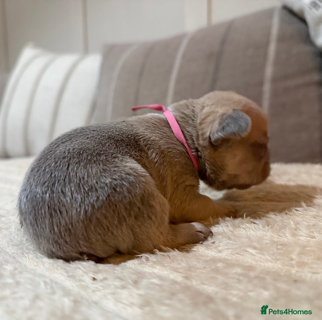 French Bulldog dogs for sale: French bulldog puppies - Advert 22