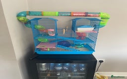 Hamster rodents for sale: Hamster and her cage  - Image 6