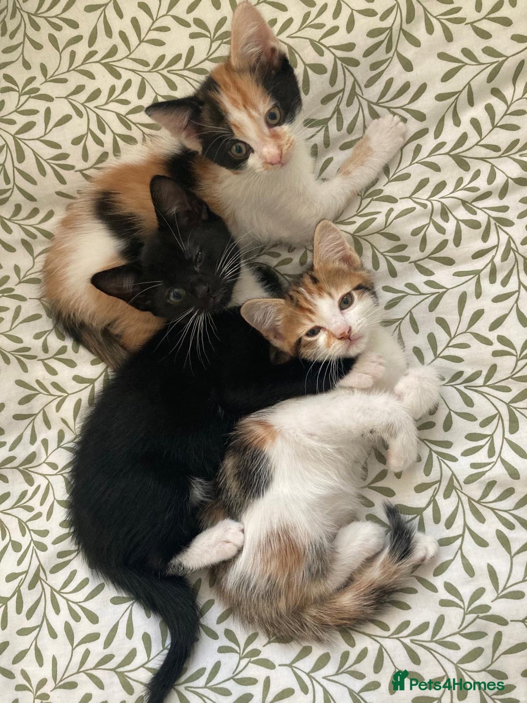 Mixed Breed cats for sale: Kittens ready now  - Advert 5
