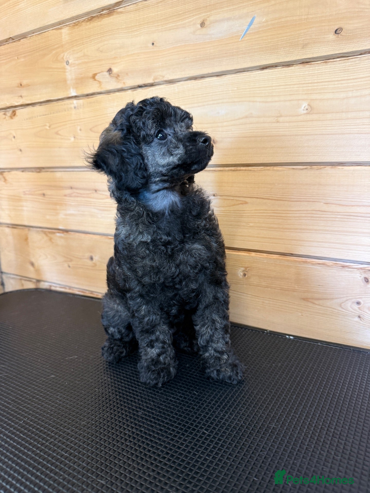 Miniature Poodle dogs 🖤 🐾 Gorgeous girl available 🐾 🖤 - Advert 2
