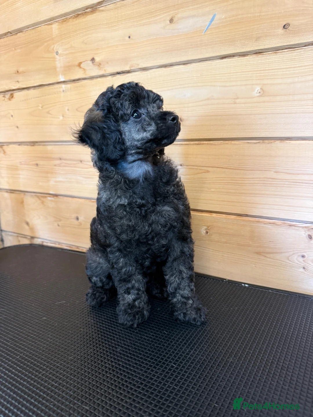 Miniature Poodle dogs for sale: 🖤 🐾 Gorgeous girl available 🐾 🖤 - Advert 2