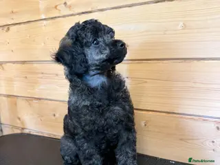 Miniature Poodle dogs 🖤 🐾 Gorgeous girl available 🐾 🖤 - Advert 4