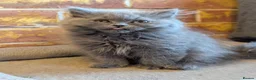 British Shorthair cats for sale: Ready! British shorthair and longhair kittens  - Advert 3