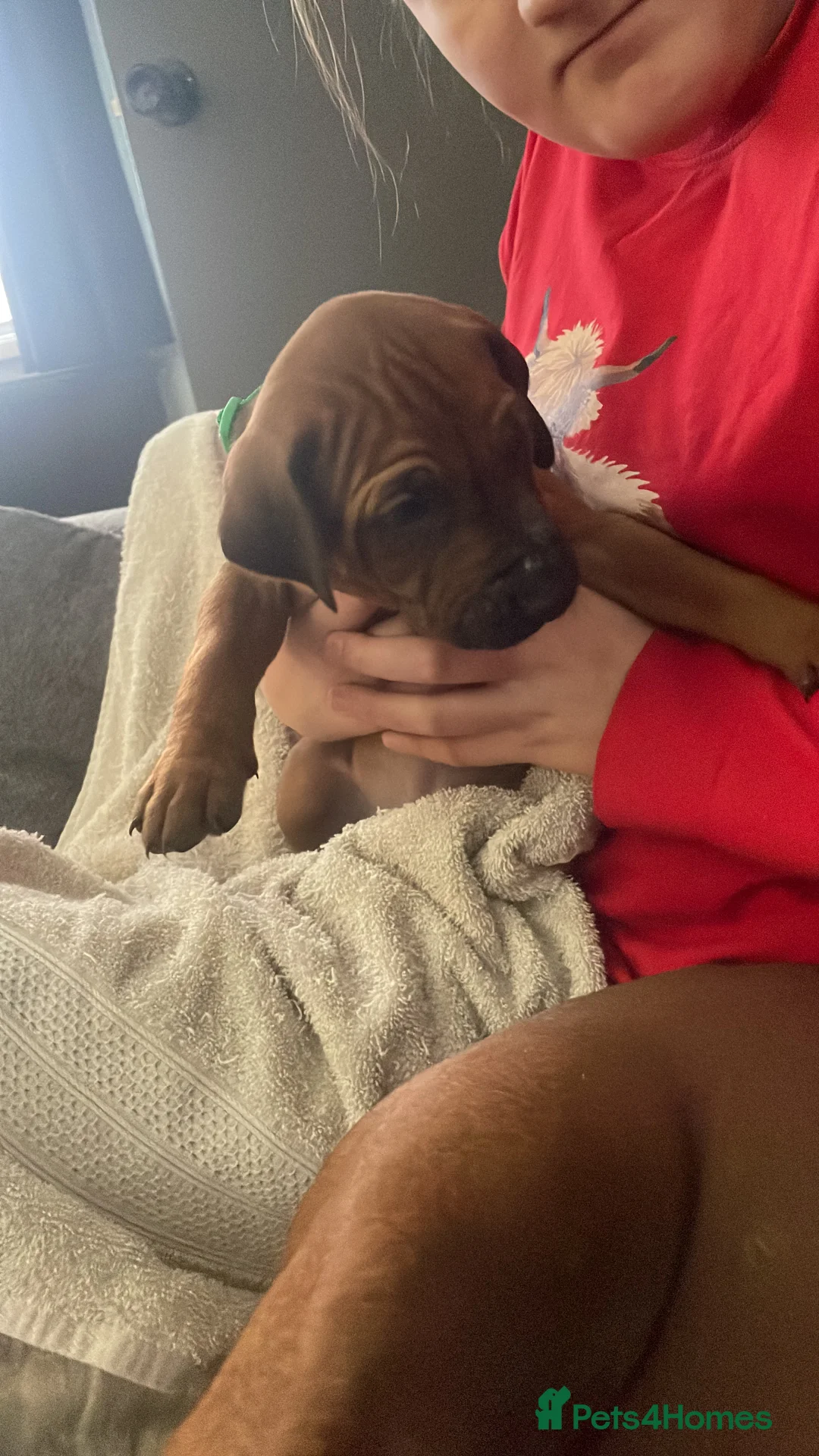 Rhodesian Ridgeback dogs for sale: Beautiful Rhodesian Ridgeback pups - Advert 20