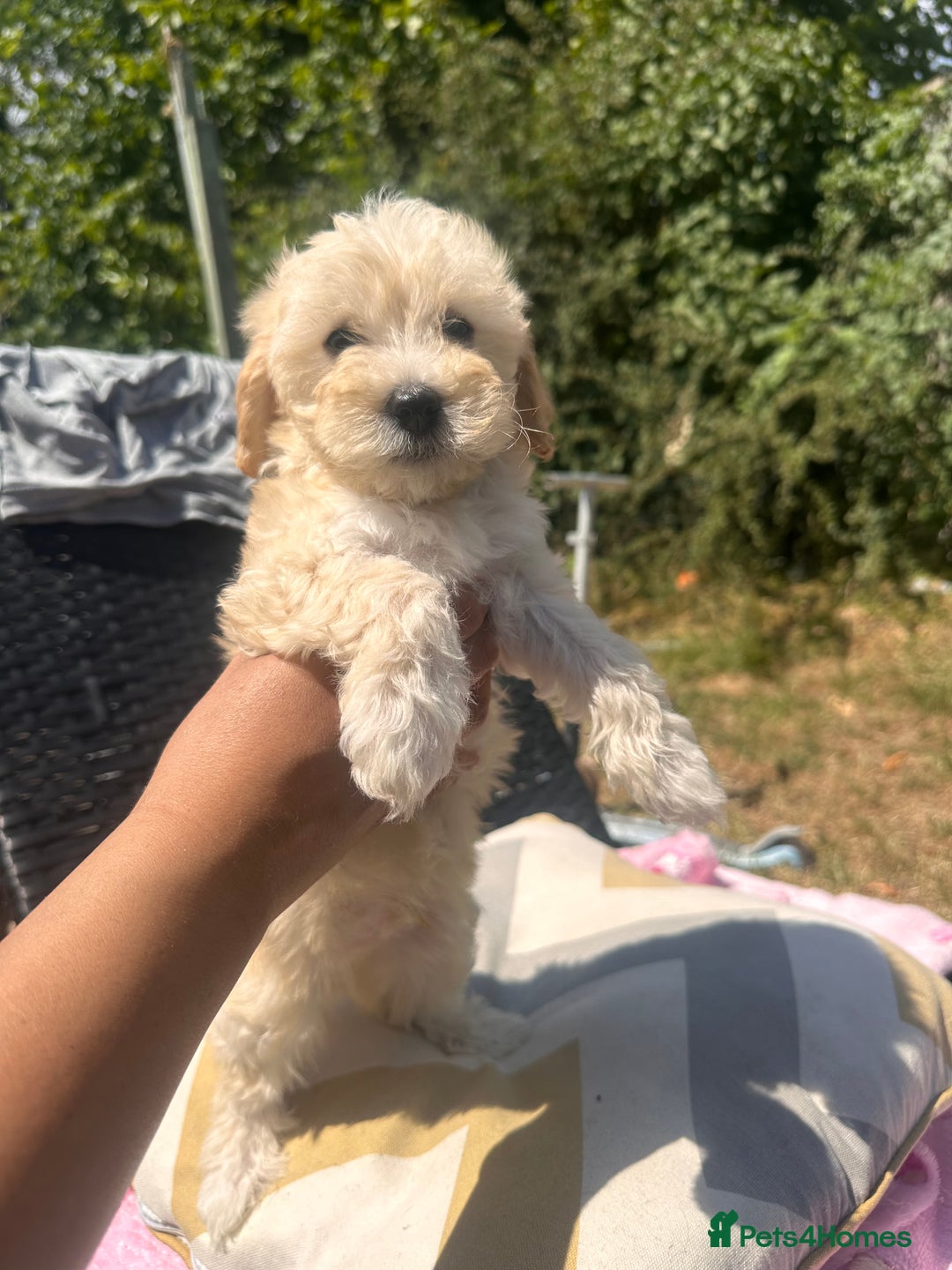 Maltipoo dogs for sale: Toy f1 maltipoos health tested champagne coloured  - Image 1