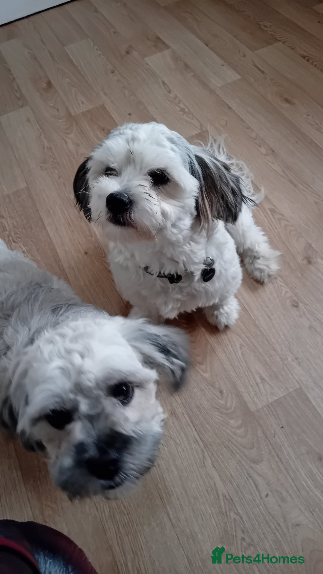 Mixed Breed dogs for sale: Bailey and cooper - Image 1