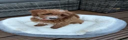 Australian Labradoodle dogs for sale: 🐶LAST 1 AVAILABLE FULL VACCINATION🐶 - Advert 1