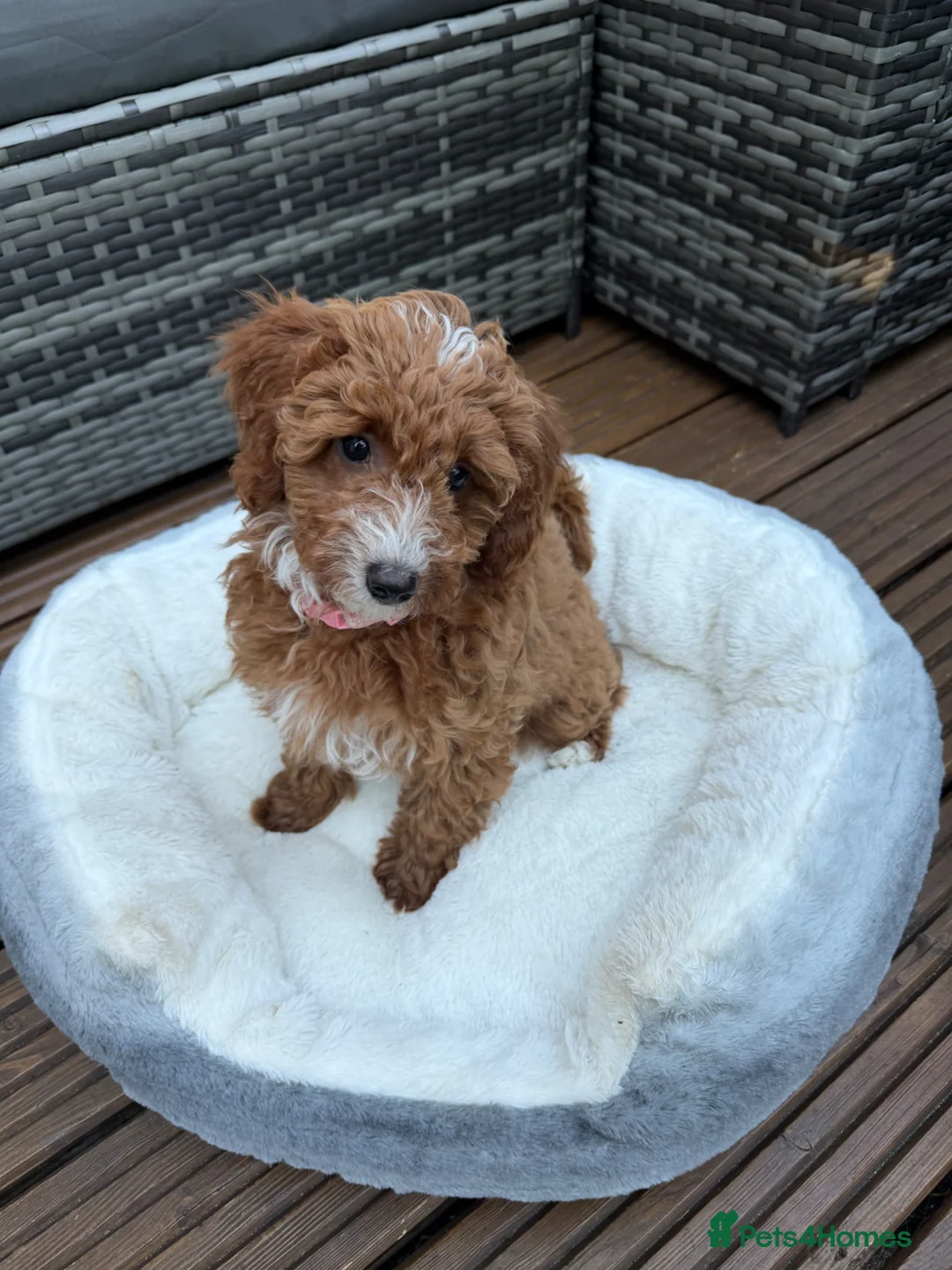 Australian Labradoodle dogs for sale: 🐶LAST 1 AVAILABLE FULL VACCINATION🐶 - Advert 1