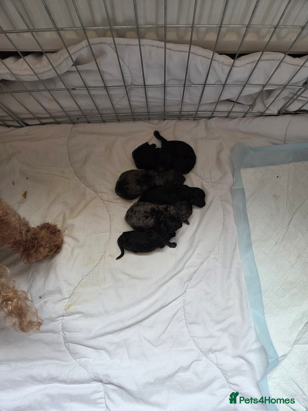 Cockapoo dogs for sale: Puppy cockapoos  - Advert 13