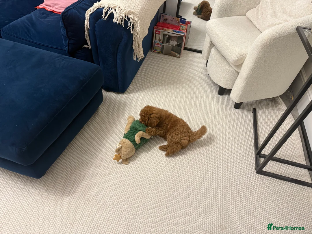 Toy Poodle dogs for sale: Toy Poodle 14 Weeks Old - Advert 4