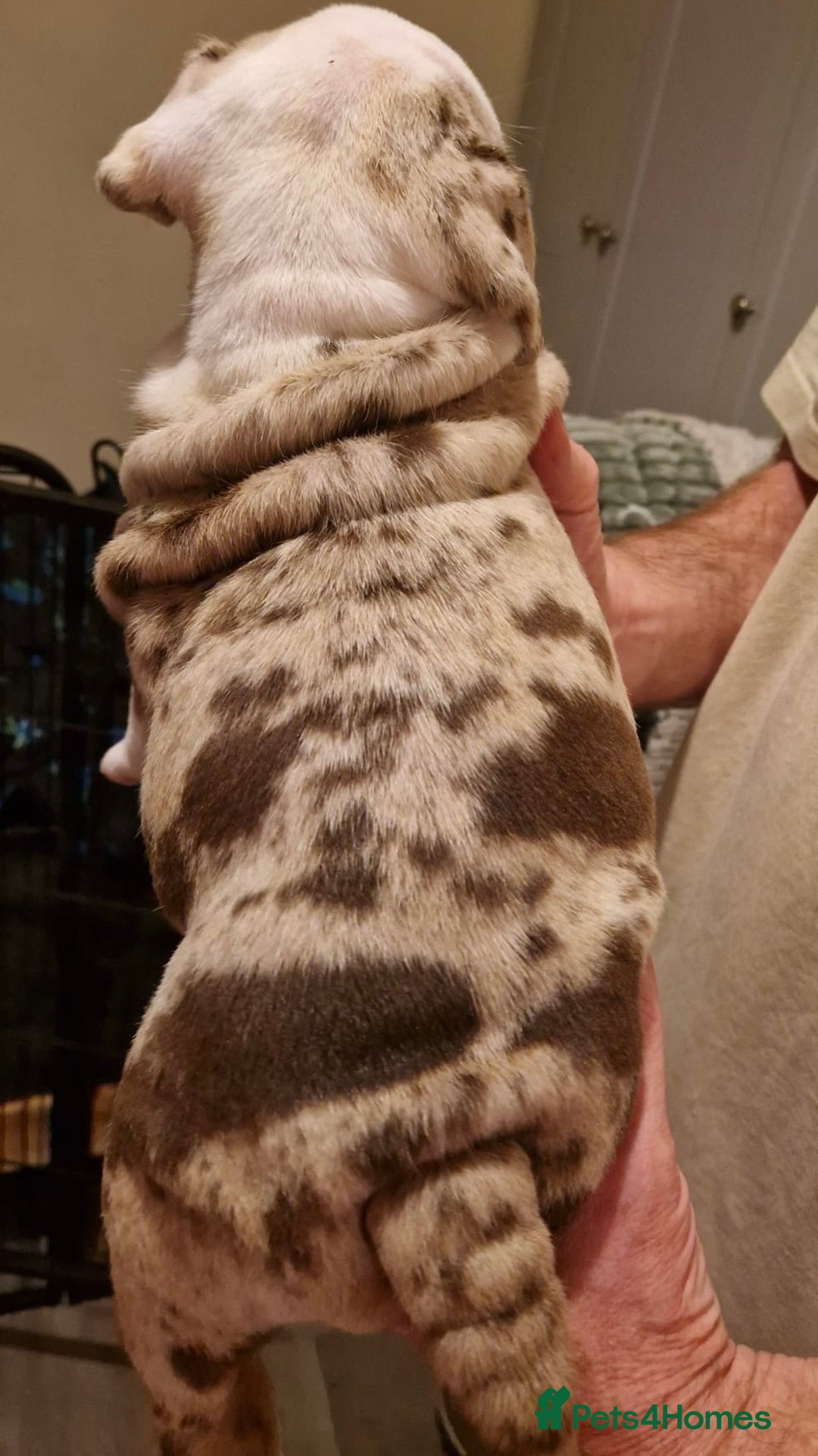 Olde English Bulldogge dogs for sale: Old English bulldog puppies GENERATIONAL - Advert 39