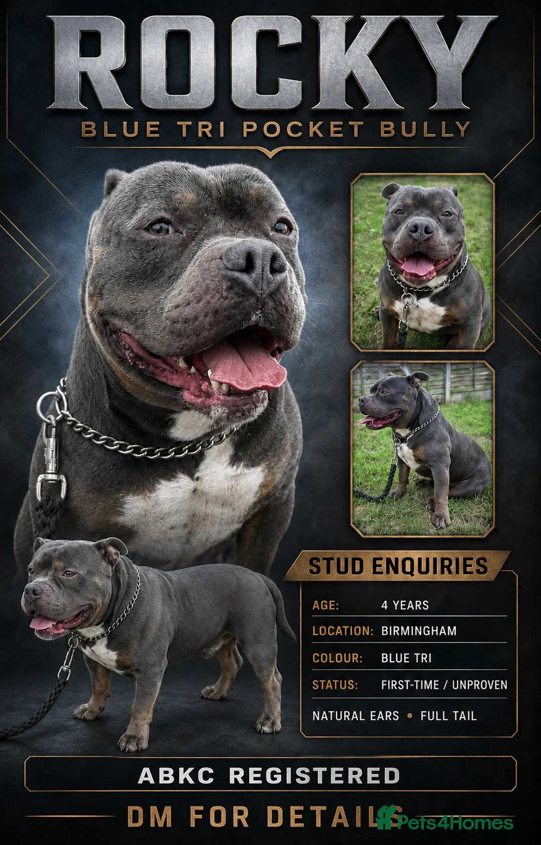 American Bully dogs for stud: Rocky – Blue Tri Pocket Bully STUD!  - Advert 1