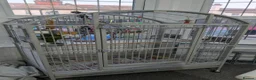 Parrots birds for sale: Amazon parrot  in Clacton-on-Sea - Advert 7
