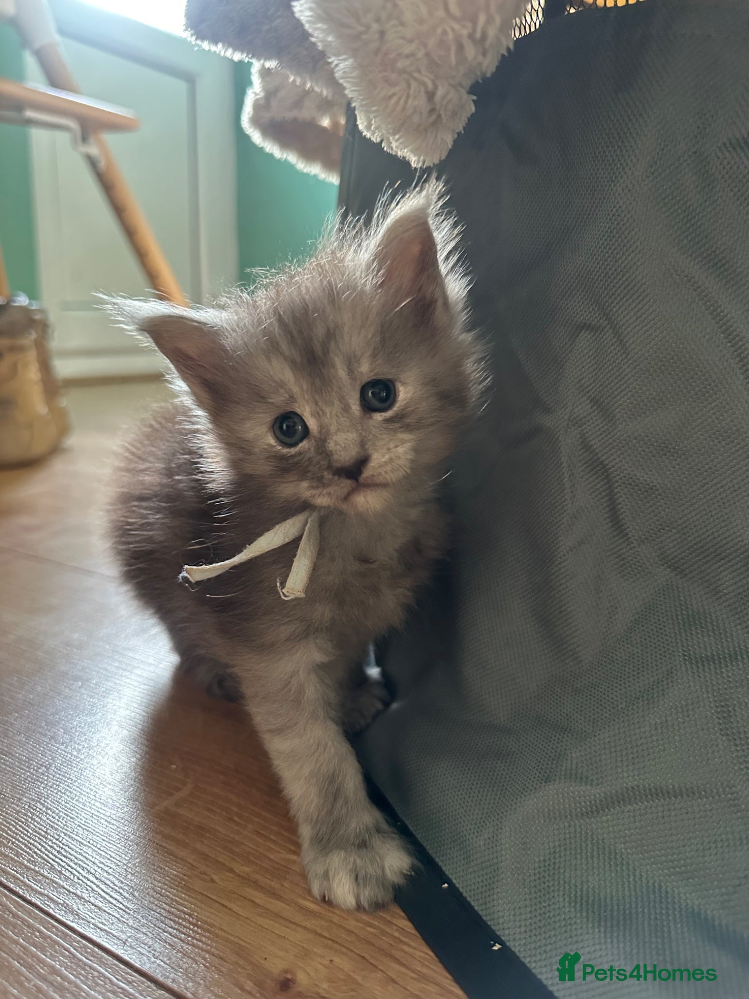 Maine Coon cats for sale: 5 beautiful Maine coon kittens - Advert 23