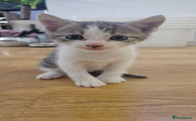 Domestic Shorthair cats - Advert 4