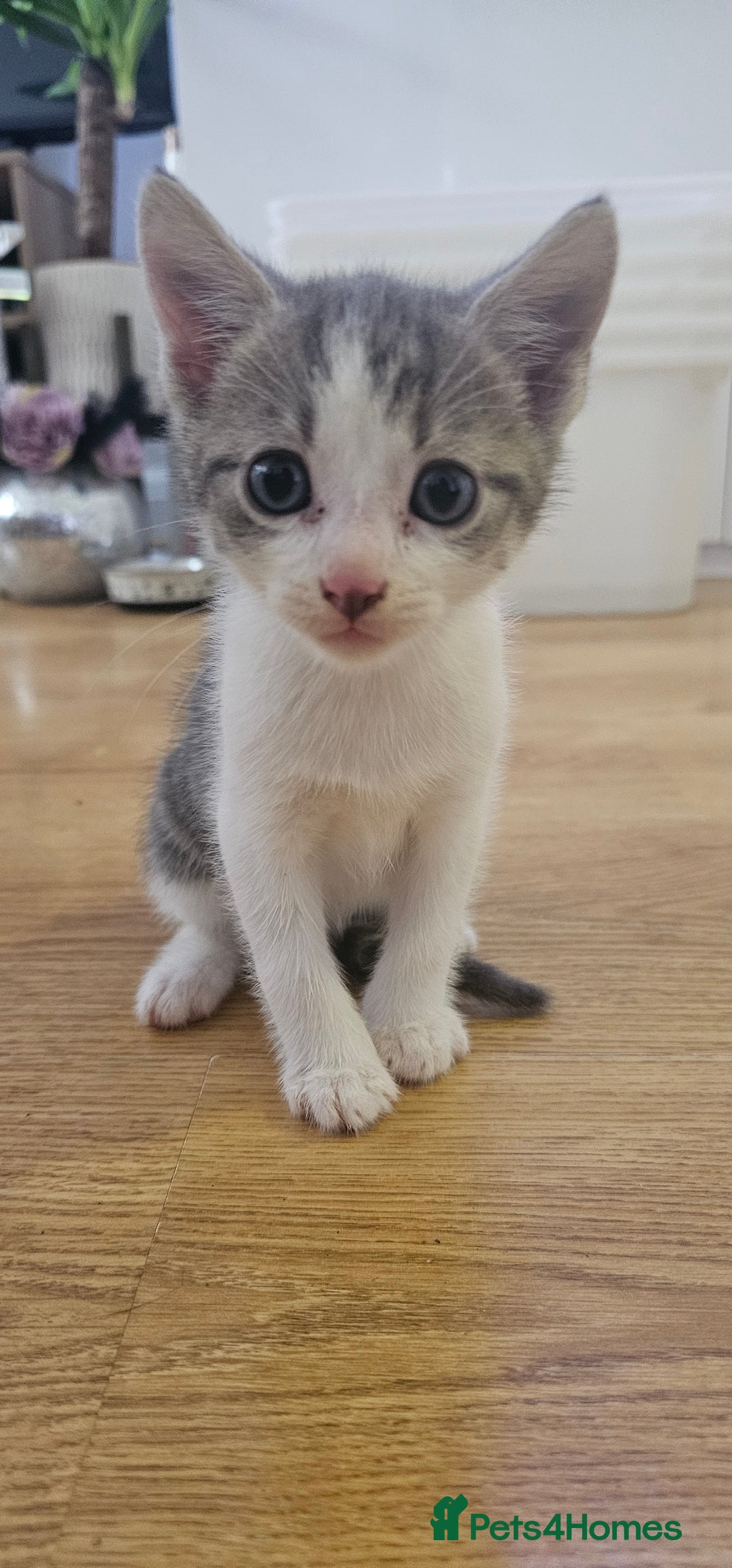 Domestic Shorthair cats for sale: 3 male kittens - Image 1