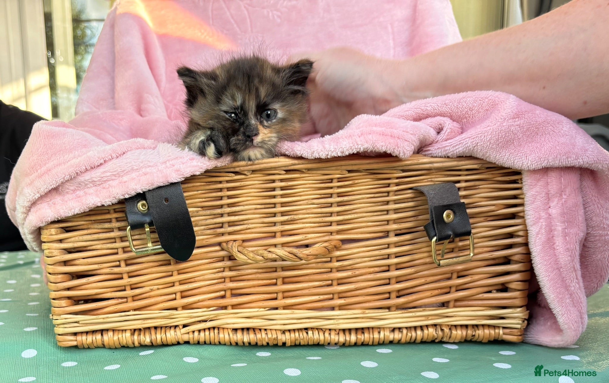Mixed Breed cats ***British longhair cross flamepoint ragdoll*** - Advert 2
